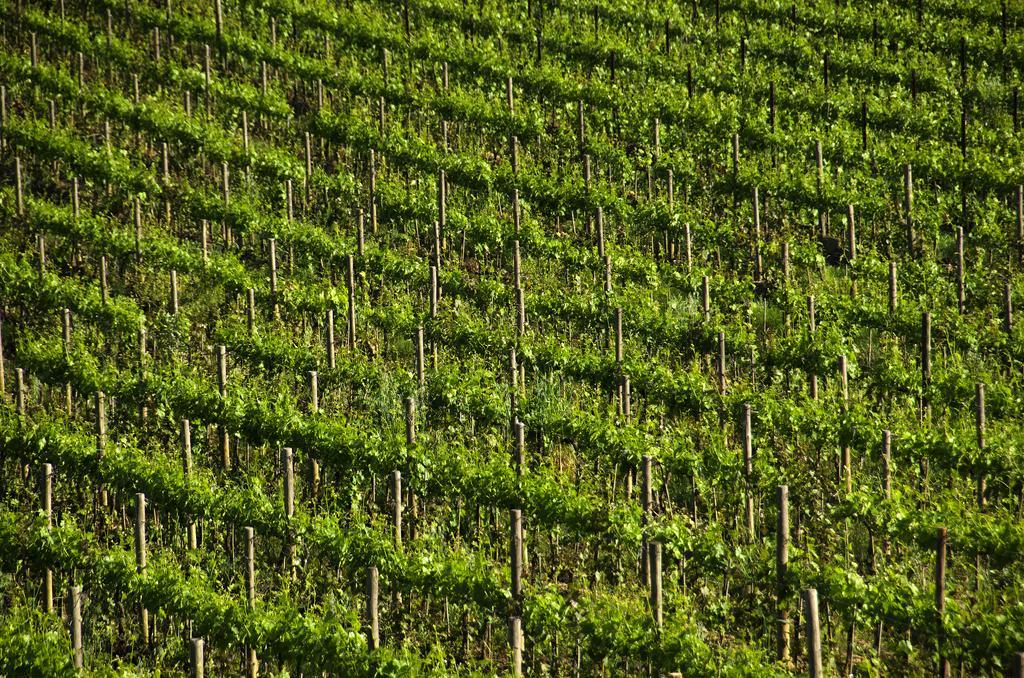 Agriturismo Poggio Bonelli คาสเตลนูโอโว เบราร์เดนกา ภายนอก รูปภาพ