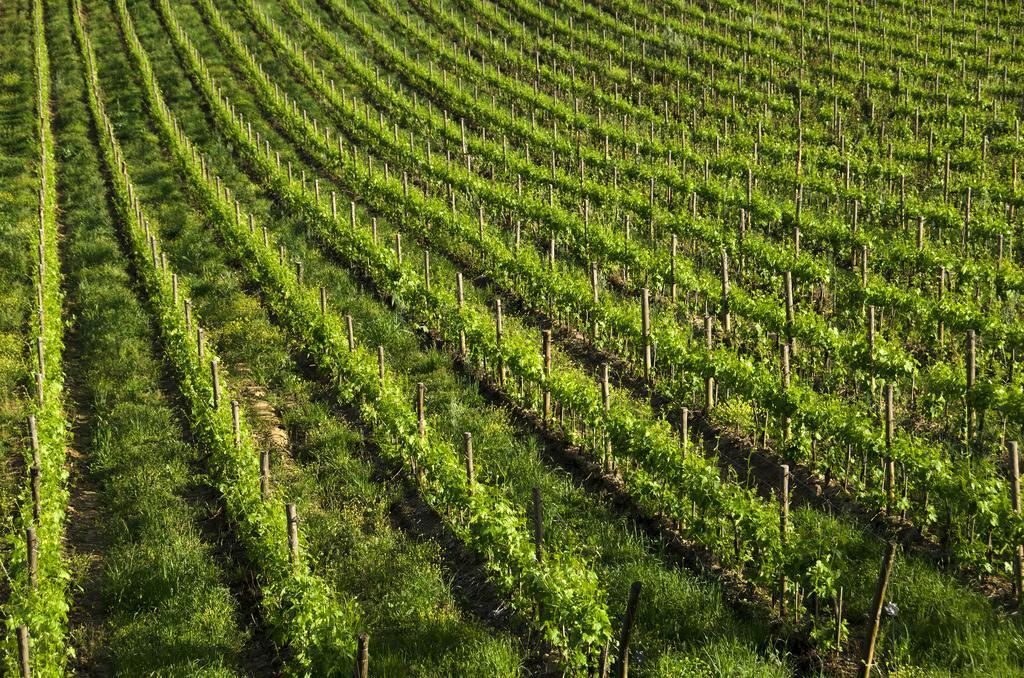 Agriturismo Poggio Bonelli คาสเตลนูโอโว เบราร์เดนกา ภายนอก รูปภาพ
